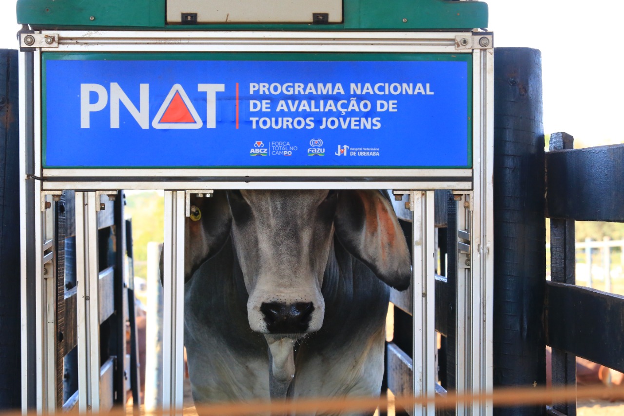 ABCZ divulga lista de touros classificados no TDEA/PNAT 2022