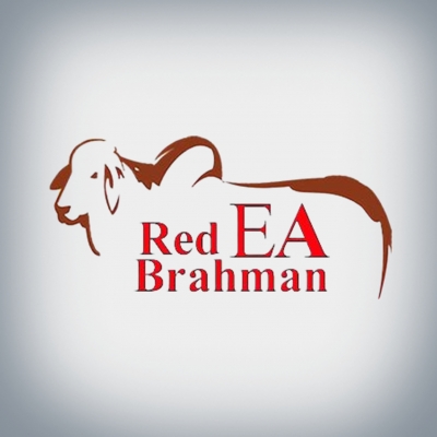 RED Brahman EA